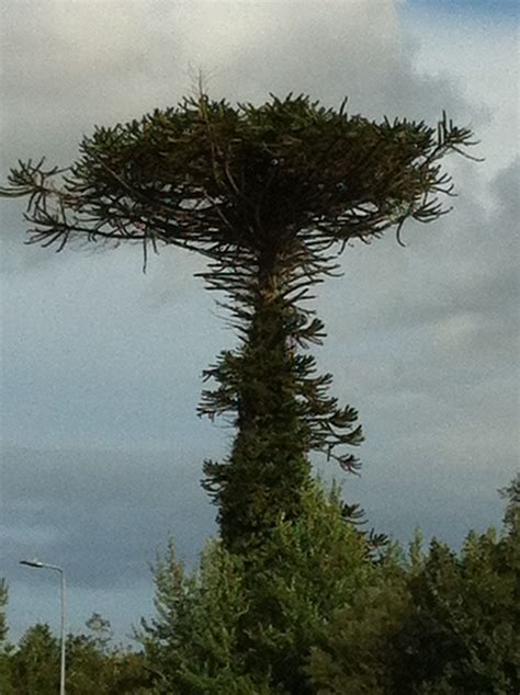 Unusual Tree In Ireland Gardening Pinterest Træer