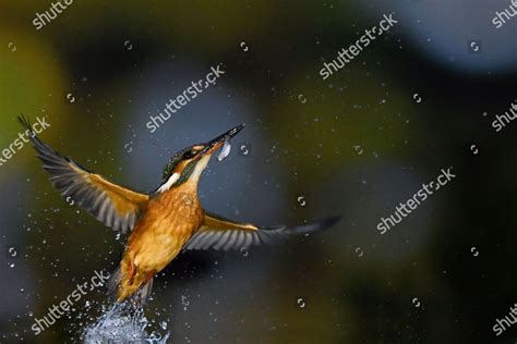 Incredible Photos Capture Underwater Moment Kingfisher Editorial Stock