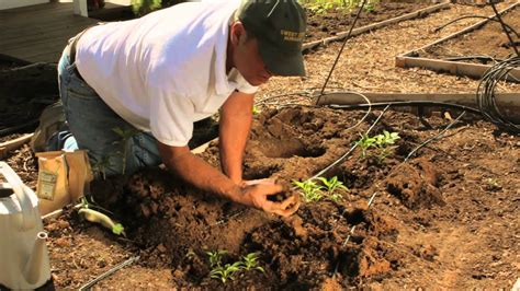 Choose a location that gets full morning sun. How to Plant Pepper Plants / Plant Spacing for Pepper ...