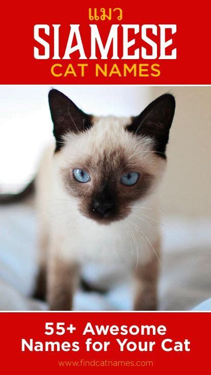 Siamese Cat Names 55 Awesome Names For Your Cat Cat Names Cute