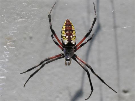 Fileyellow Garden Spider Nashville Wikimedia Commons