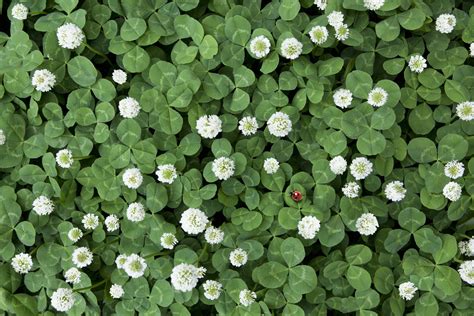 Deep watering, where the grass receives one inch of water, is recommended. How to Plant a Clover Lawn in 2020 | Clover lawn, Clover field, Grow clover