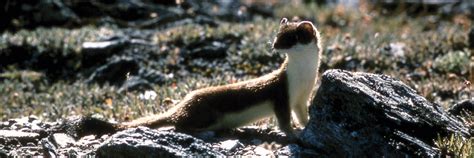 Short Tailed Weasel Ermine Yellowstone National Park Us National