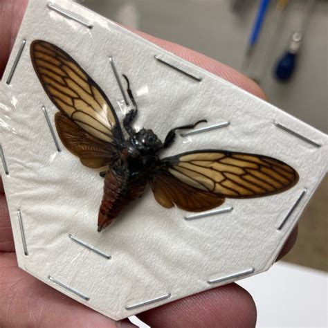 Cicada Heuchys Incarnata Spread Papered Specimen Nātür Showroom