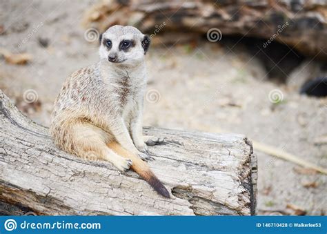 Single Meerkat Portrait Stock Photo Image Of Wildlife 146710428