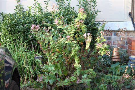 1.00 to tricyrtis, commonly called toad lilies, is a genus of about 16 species of herbaceous perennials from the eastern himalayas to the philippines. One Plant at a Time: When is a "Toad" not a "Toad" -When ...