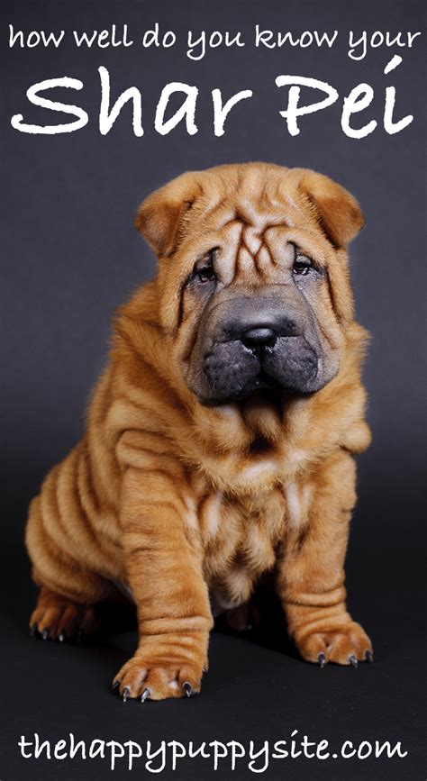 A Complete Guide To The Shar Pei Dog Breed