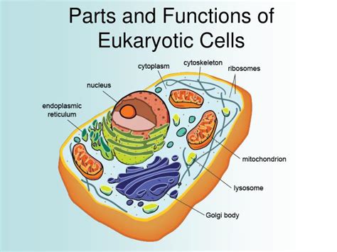 parts of eukaryotic cell and its functions