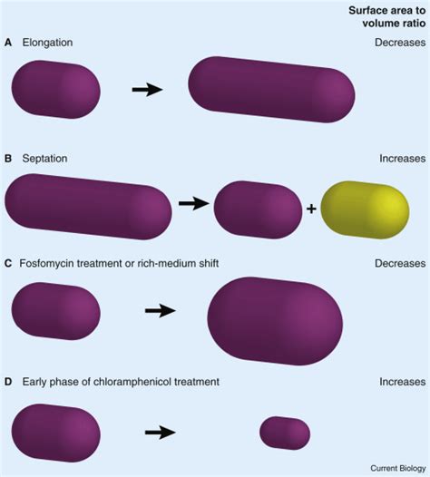 Maybe you would like to learn more about one of these? Growth: A Model for Establishing Cell Size and Shape ...