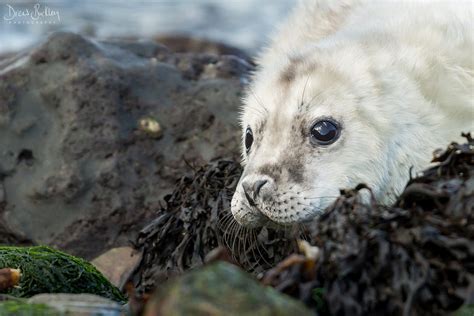 Grey Seal Pup Drew Buckley Photography ~ Pembroke Pembrokeshire