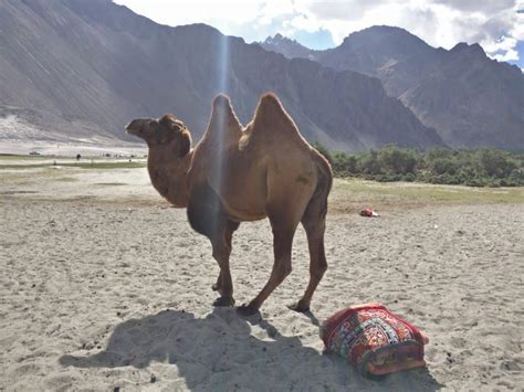 Get the best deals and coupons for camelcamelcamel. Why You MUST Visit Leh-Ladakh At Least Once In Your Lifetime!