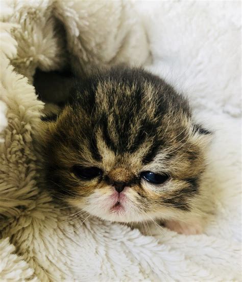 Exotics are relatively healthy but compared to other cat breeds; Exotic Shorthair Cats For Sale | Miami, FL #266877