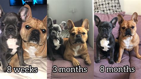 French bulldog information, how long do they live, height and weight, do they shed, personality traits, how much do they cost, common health issues. French Bulldog Growing Up From 8 Weeks to 8 Months - YouTube