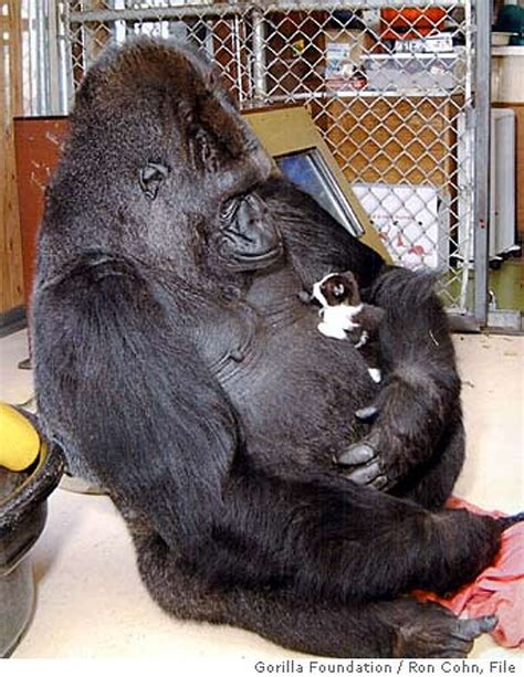 Koko The Beloved Gorilla Who Knew Sign Language Dies At Age 46