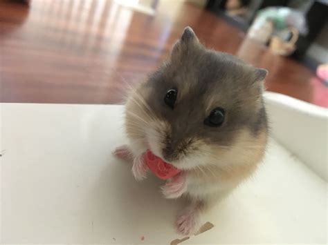 Hamster Love ♥️ This Face Is Too Cute To Deny Cute Rats Cute Hamsters