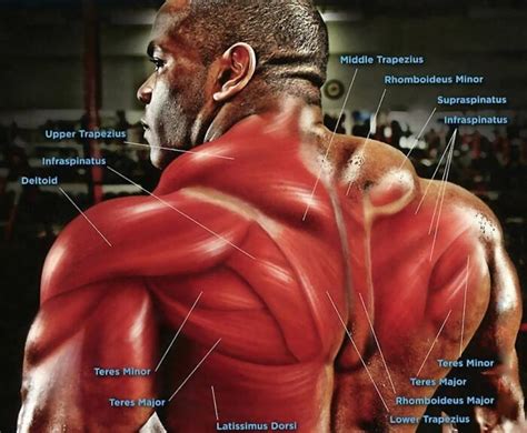 Back Muscles Anatomy Bodybuilding Workout Of The Week Back Biceps
