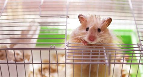 Hamster Cages The Best Hamster Cage For Syrian And Dwarf Hamsters