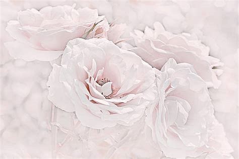 Jennie Marie Schell Artwork Collection Roses In Pink Floral Art Collection