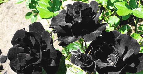 Dreamstime is the world`s largest stock photography community. Know the secret to grow Black Rose | Blog.Nurserylive.com ...