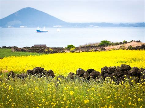 Jeju volcanic island and lava tubes is a unesco world heritage site, is it listed for it's natural or cultural importance? 2-Day Jeju Island Tour from Seoul
