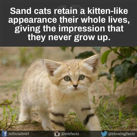 We did not find results for: Sand cat | Crazy animal facts, Weird animals, Animal facts