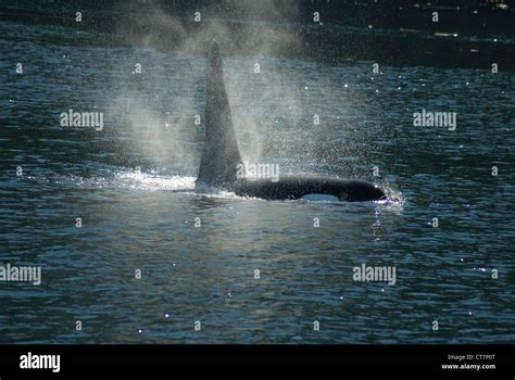 Orca Orcinus Orca Off Vancouver Island British Columbia Stock Photo