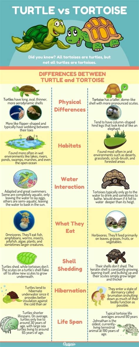 Turtle Vs Tortoise 7 Key Differences Detailed With Images And Facts