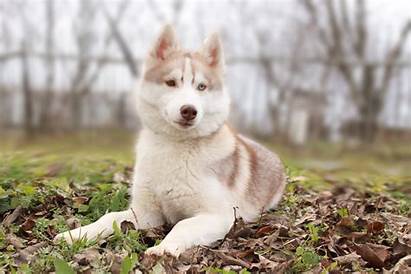Husky Siberian Yard Wallpapers Dogs Animals Wallpapersafari