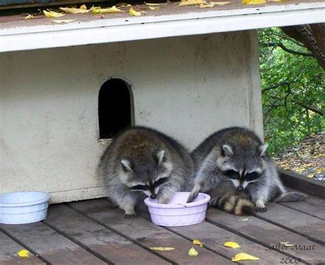 Fruit can also help if your kitty is having digestive issues. Raccoons eat cat food too by SailorMaat @ deviantART ...