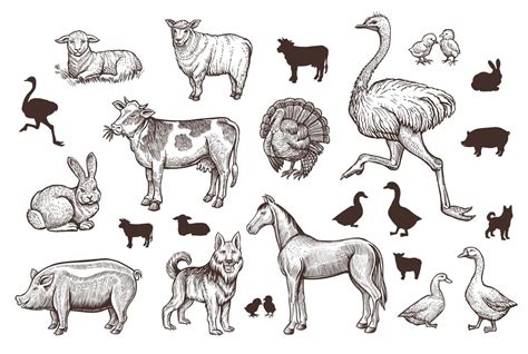 Farm Animals Vintage Set With Thin Line Sketch And Silhouettes 1924124