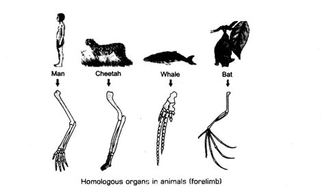 Important Questions For Cbse Class 12 Biology The Origin