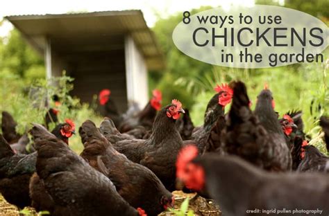 As backyard chickens become increasingly popular, peter shands from the royal national capital agricultural society offered some tips for those thinking of keeping hens. 8 Ways to Use Chickens in the Garden | The Prairie Homestead