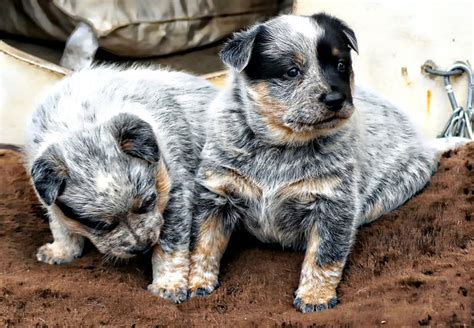 Blue Heeler With Newborn Puppies Stock Photo Image Of Working Tiny