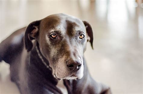 Taking Care Of Your Elderly Dog Southern Ocean Animal Hospital