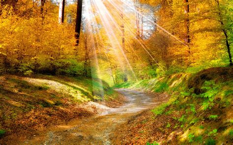 Golden Autumn Leaves Yellow Forest Trees Walkway Sunlight