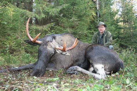 European Moose Hunting In Estonia The Moose Hunting In Europe