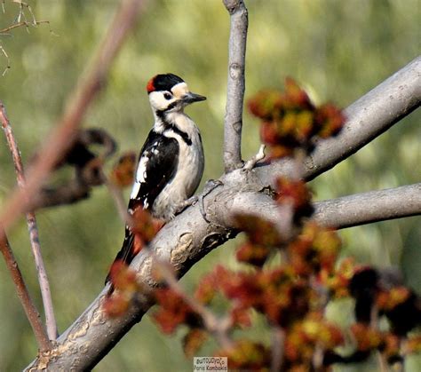 Syrian Woodpecker Greek Nature Encyclopedia