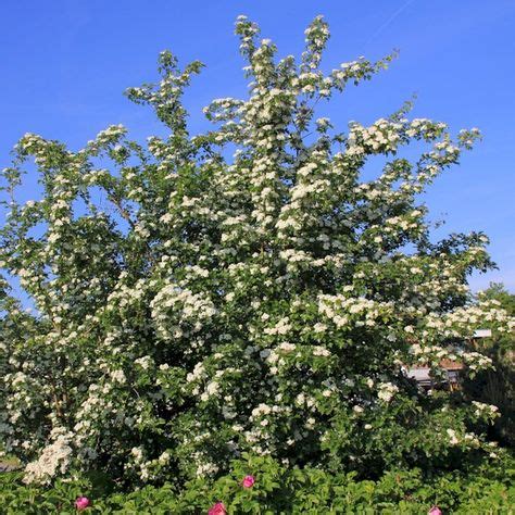 Schädlinge wie blattläuse, einige wanzen und auch. Eingriffeliger Weißdorn | Weißdorn, Pflanzen und Garten