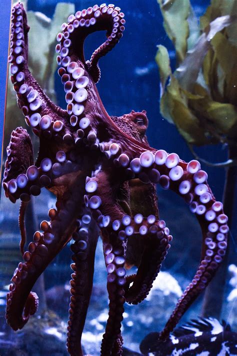 Giant Pacific Octopus Giant Pacific Octopus Beautiful Sea Creatures