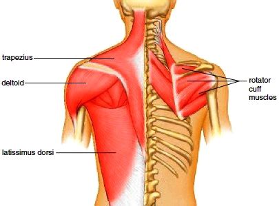 Shoulder girdle—consists of the scapula (shoulder blade) and clavicle (collar bone). Muscles of the Shoulder. Muscles of the Arm. Muscles of ...
