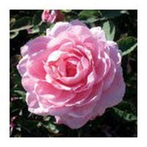 She shows off large double pink blooms from spring to frost. Belindas Dream Rose, Earthkind Shrub Roses | Shrub roses ...