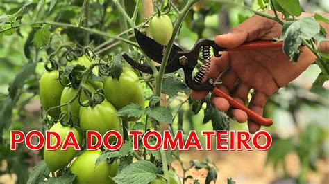 Poda Do Tomateiro Youtube