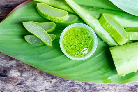 Aloe Vera Health Benefits Herbs Aid Health