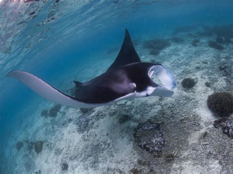 Lady Elliot Island Great Barrier Reef Where Turtles Sharks And Manta