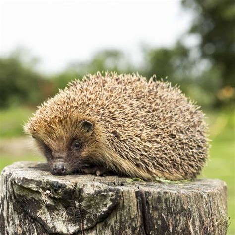 Hedgehog Awareness Week 1st 7th May 2016 Gardenbird