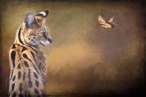 Check spelling or type a new query. African Serval Digital Art by Barbara Hymer