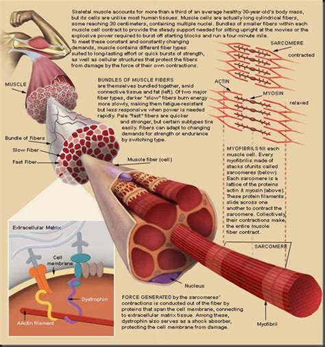 Muscle System - Visor Gang Science