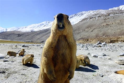 Himalayan Marmot Chantang Wildlife Sanctuary India Photograph By