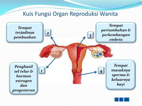 Bagian Dari Sistem Reproduksi Wanita Yang Berfungsi Memproduksi Ovum