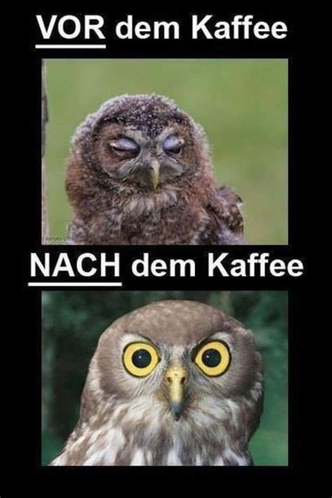 Wirklich lustig lustig humor witzige sprüche lachen lustige tierwitze katzen lustige sprüche lustige bilder mit text lustige zitate und sprüche hund witze. Lustige Bilder mit Sprüchen kostenlos downloaden ᐅ Witzige ...